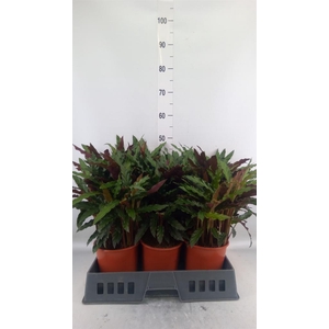 Calathea rufibarba 'Elgergrass'