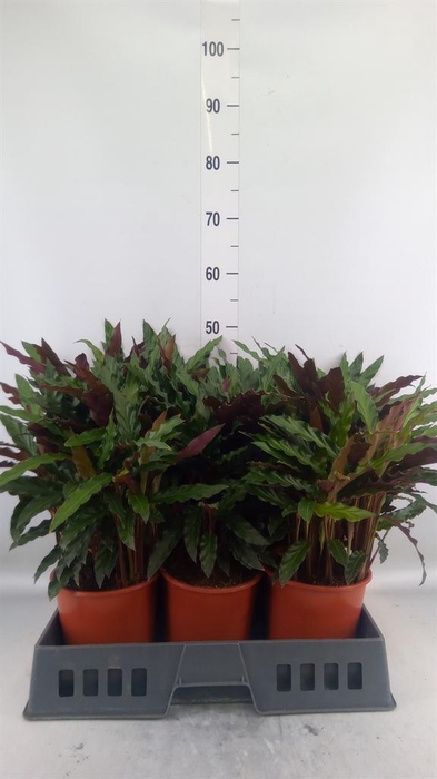 <h4>Calathea rufibarba 'Elgergrass'</h4>