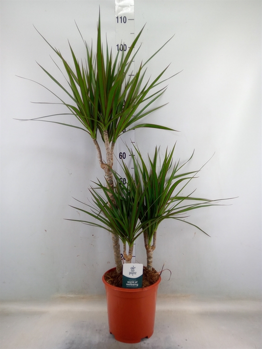 <h4>Dracaena marg.</h4>