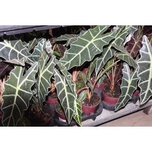 ALOCASIA AMAZONICA P12