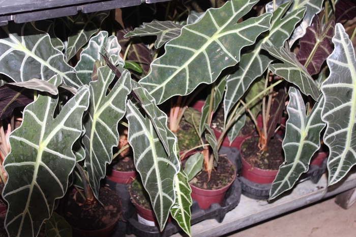 <h4>ALOCASIA AMAZONICA P12</h4>