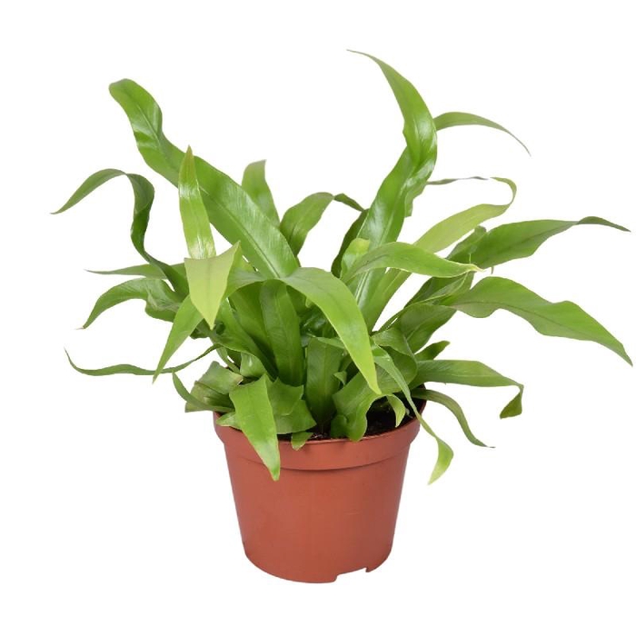 <h4>Asplenium Antiquum</h4>