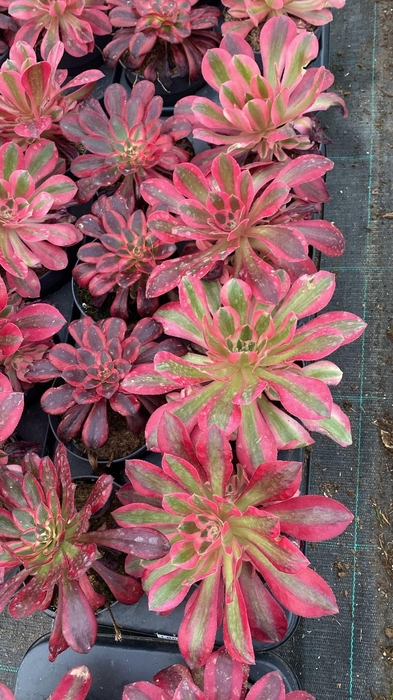 <h4>Aeonium mix</h4>