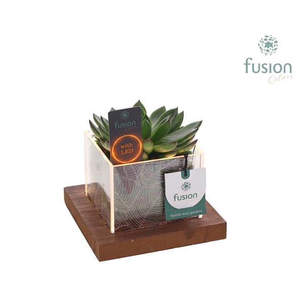 <h4>Acryl bakje LED met Succulent</h4>