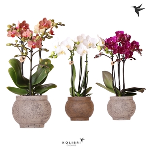 Kolibri Orchids Phalaenopsis mix 3 spike in Ancient pot brown