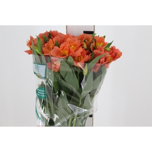 ALSTROEMERIA TROPICANA 080 CM