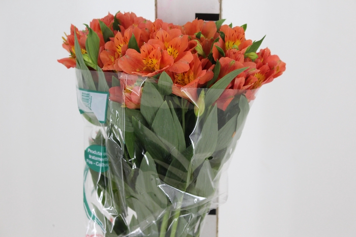 ALSTROEMERIA TROPICANA 080 CM