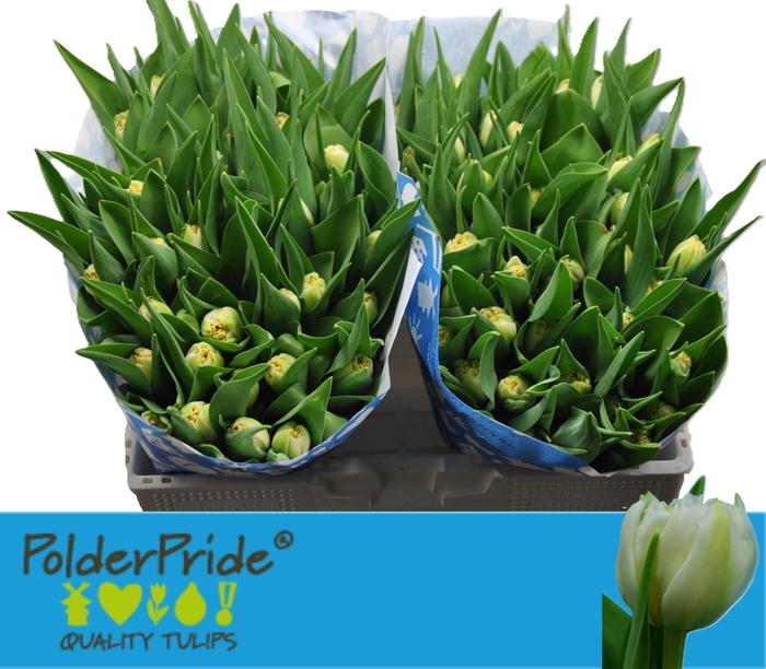 <h4>TU DU ICEBERG</h4>