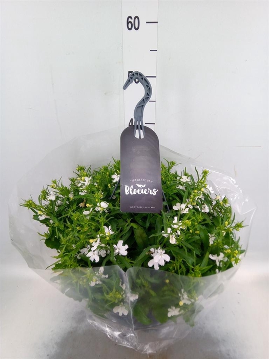<h4>Lobelia erin. 'LagunTrail White'</h4>