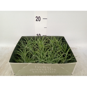 Tillandsia