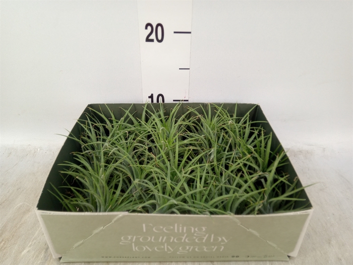 <h4>Tillandsia</h4>
