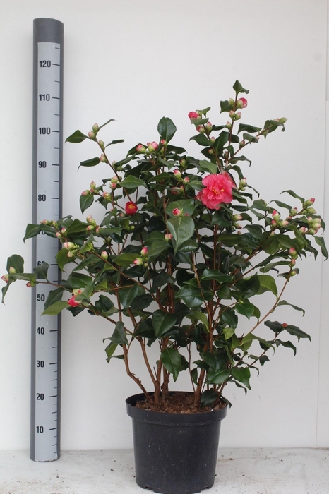 <h4>CAME J DR KING</h4>