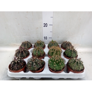 Gymnocalycium mihanov.   ...