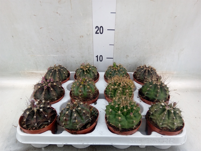 <h4>Gymnocalycium mihanov.   ...</h4>