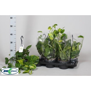 Epipremnum pinnatum hanging 14Ø 20cm