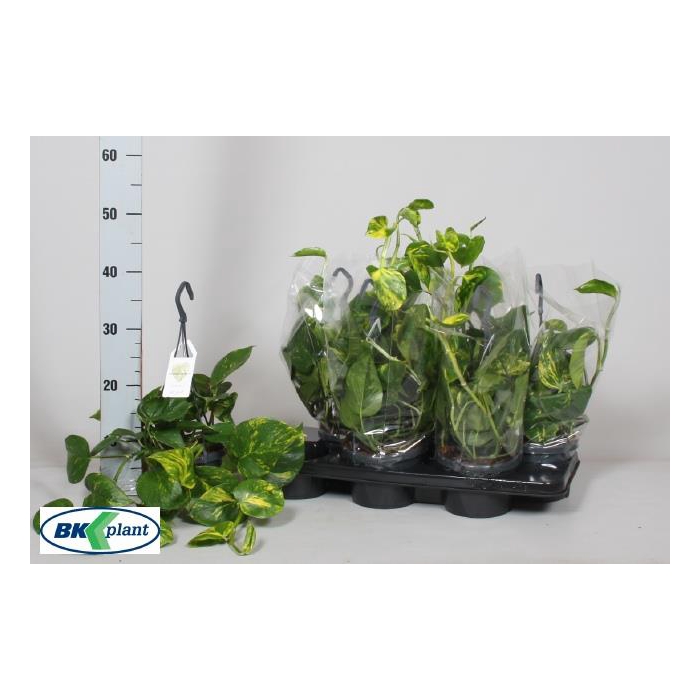 <h4>Epipremnum pinnatum hanging 14Ø 20cm</h4>