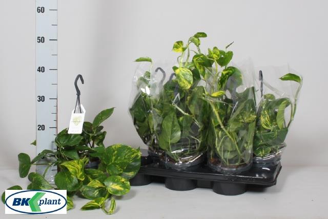 Epipremnum pinnatum hanging 14Ø 20cm