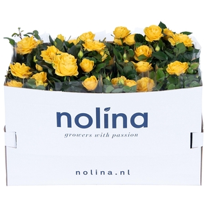 Nolina Roses Ø 13 cm Yellow in box st. 2-3