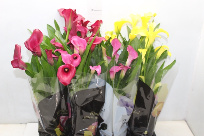 <h4>CALLA COLORIDA P14 PREMIUM</h4>