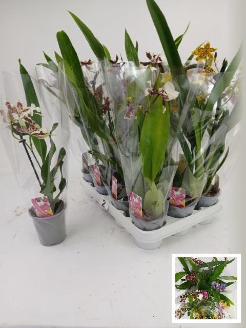 <h4>ORCHIDEEEN GEM</h4>