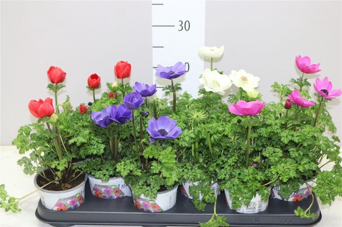 <h4>Anemone Coronaria Harmony Mix In Tray</h4>