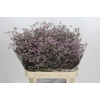 Limonium ov Safora Oshi Pink