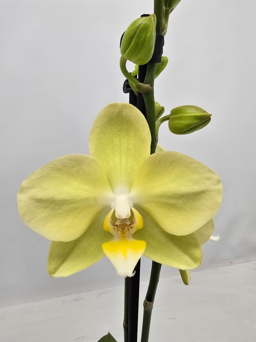 <h4>Limited 19 week 19</h4>