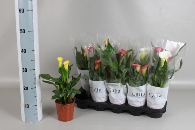 <h4>ZANT GEM 6 KL</h4>