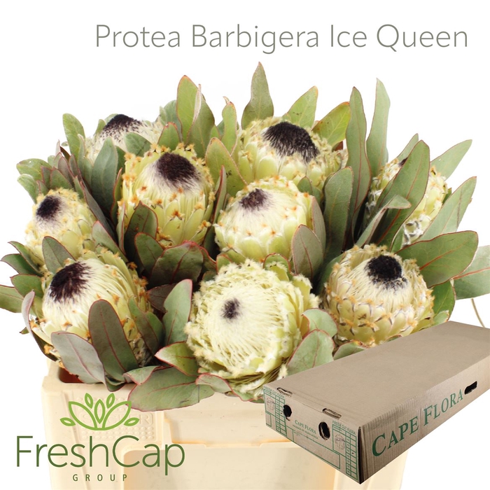 Protea Barbigera Ice Queen