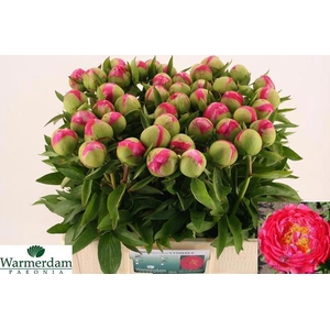 PAEO CYTHEREA