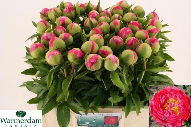 <h4>PAEO CYTHEREA</h4>