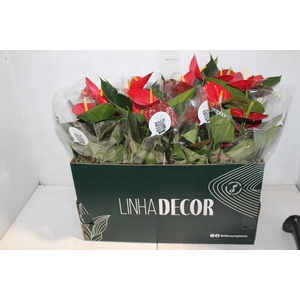 ANTHURIUM RED SUCCESS P15 PREMIUM