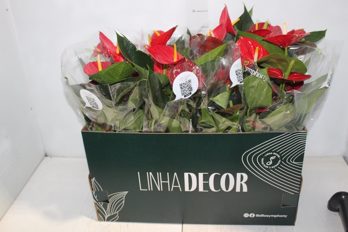 <h4>ANTHURIUM RED SUCCESS P15 PREMIUM</h4>