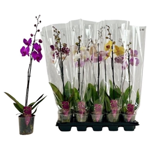 Phalaenopsis gemengd