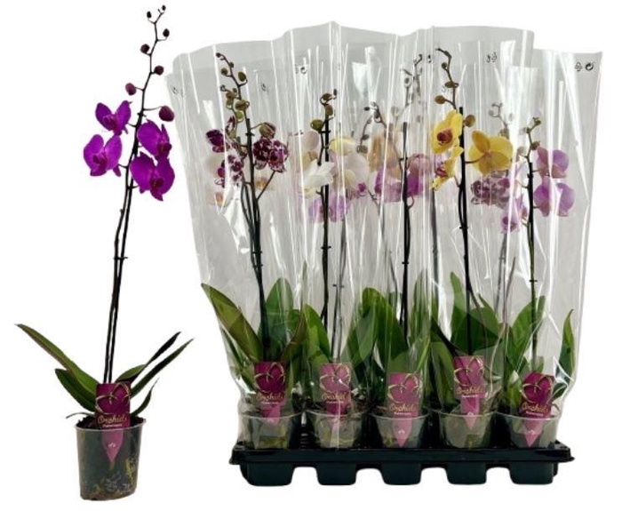 <h4>Phalaenopsis gemengd</h4>