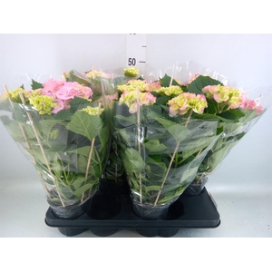 Hydrangea mac. 'Vuurwerk Rose'