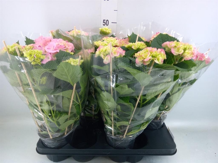 <h4>Hydrangea mac. 'Vuurwerk Rose'</h4>