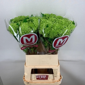 Viburnum Greenhouse 2 Kop Mediaverdi