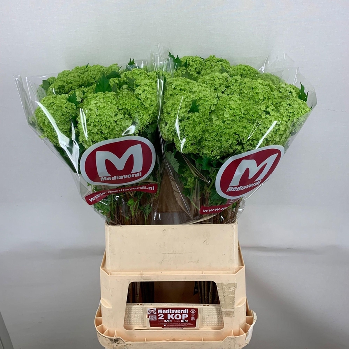 <h4>Viburnum Greenhouse 2 Kop Mediaverdi</h4>