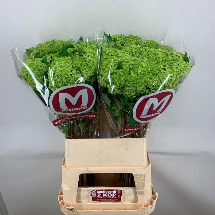 <h4>Viburnum Greenhouse 2 Kop Mediaverdi</h4>
