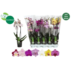 PHAL GEM 7 KL