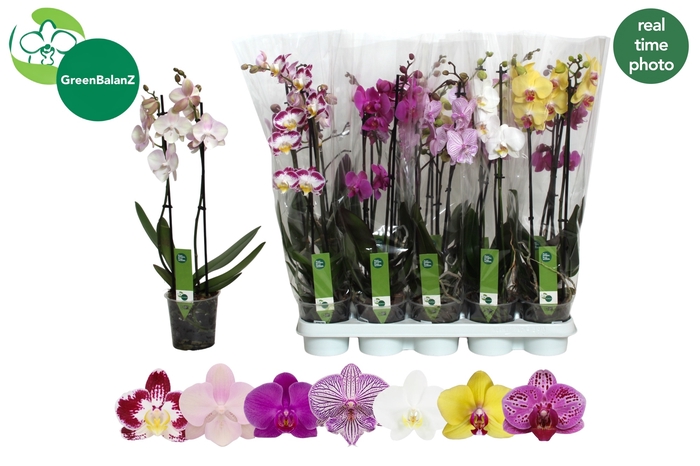 <h4>PHAL GEM 7 KL</h4>