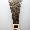 Salix Caprea 'snow Flake' (ch)