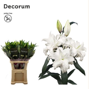 LILIUM ORI. DB 'ROSELILY ANGELA'