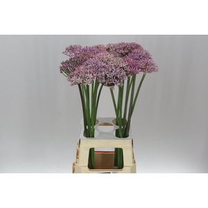 Allium Pink Jewel
