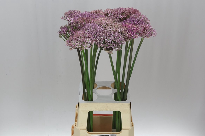 <h4>Allium Pink Jewel</h4>