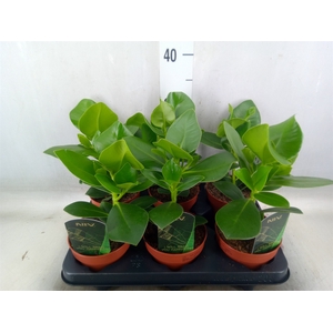 Clusia rosea 'Princess'