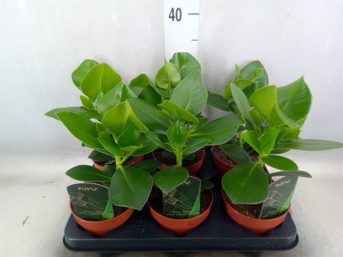 <h4>Clusia rosea 'Princess'</h4>
