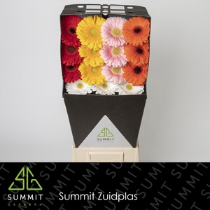 Gerbera Mix Rood Diamond