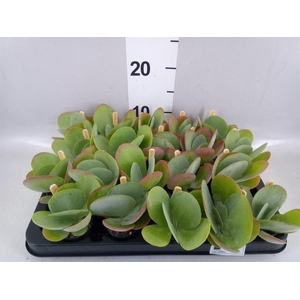 Kalanchoe NF thyrsiflora